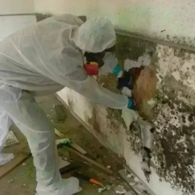 Mold Remediation and Removal in Gregory, SD